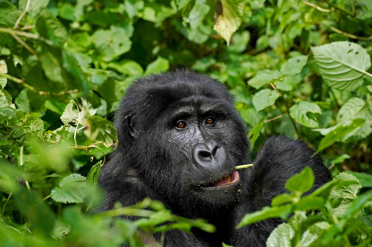 tropical-rainforest-tours-in-congo