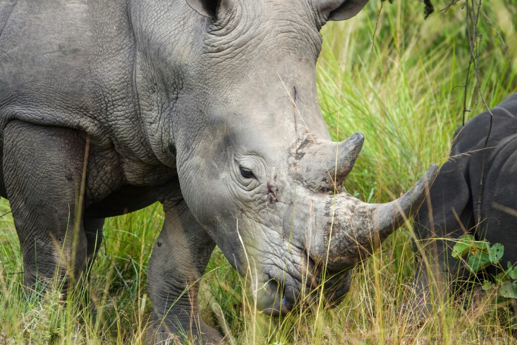 ziwa-rhino-sanctuary