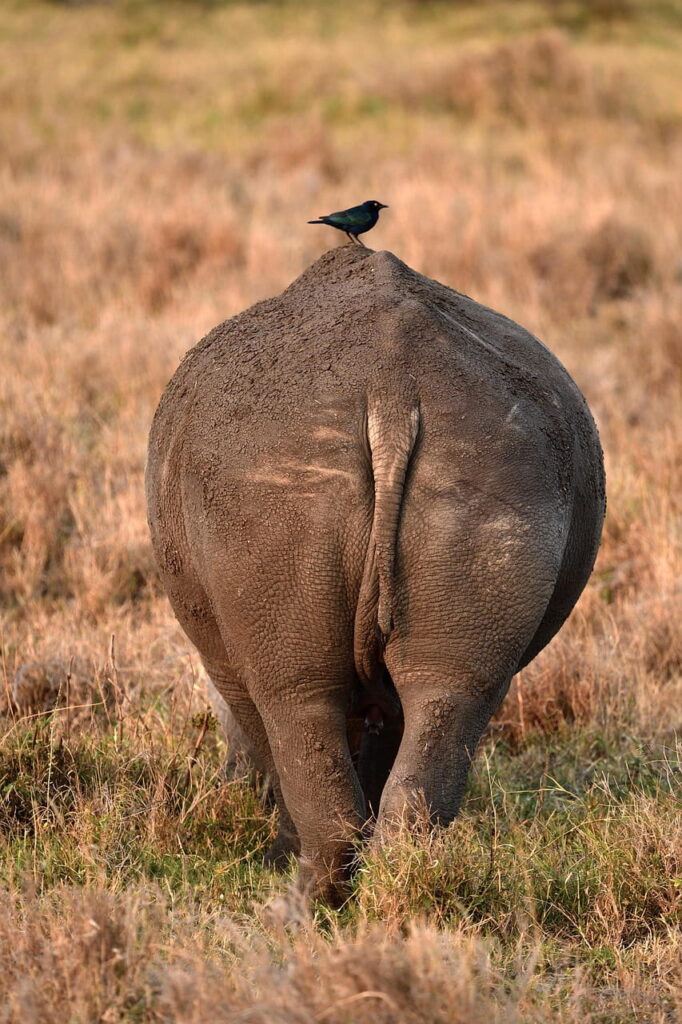 ziwa-rhino-sanctuary-day-tour