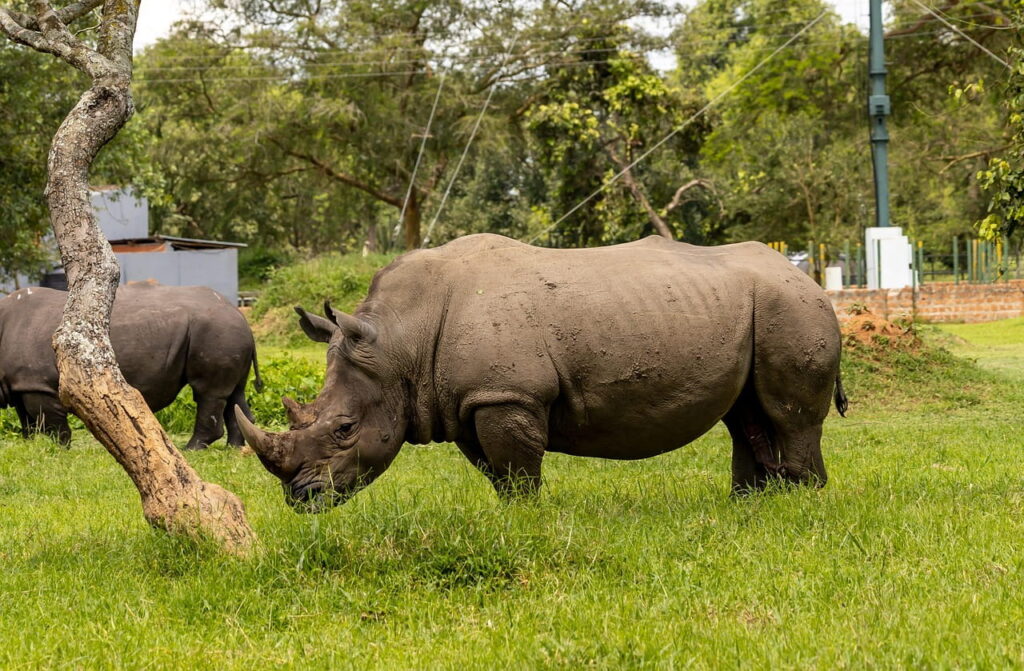 ziwa-rhino-sanctuary-tour