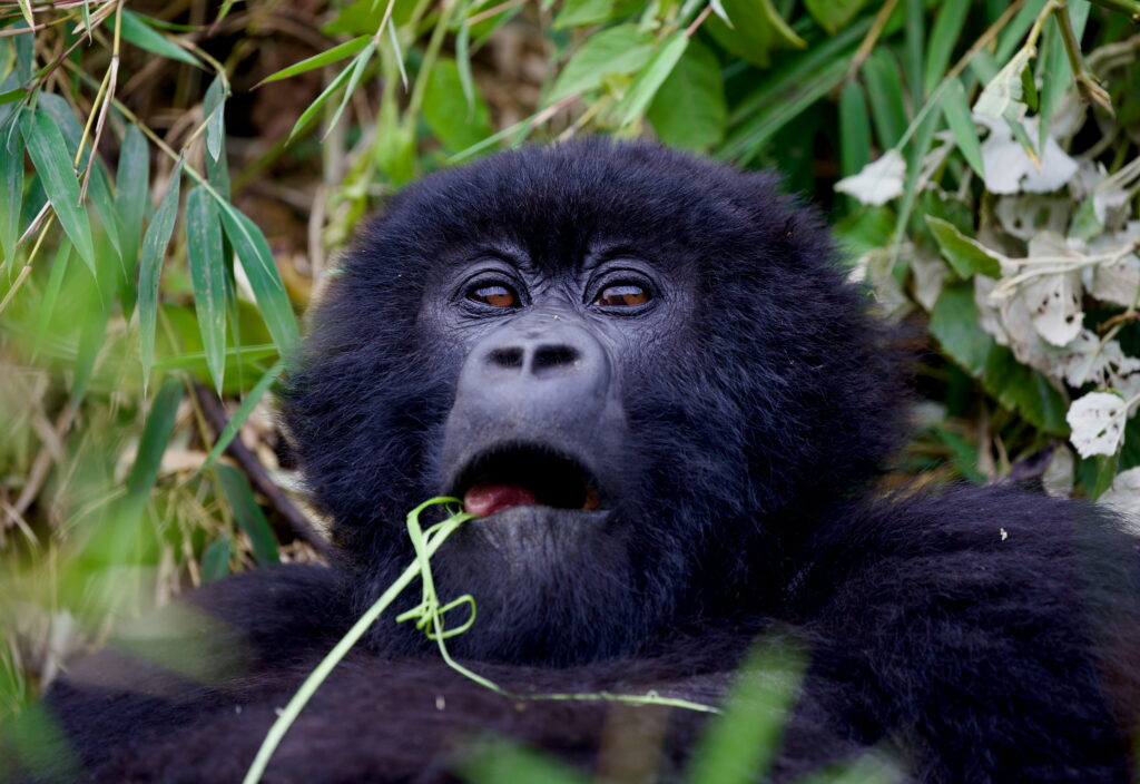 Africa-Safari-Honeymoon