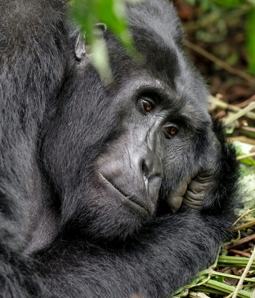 gorilla-trekking-for-couples