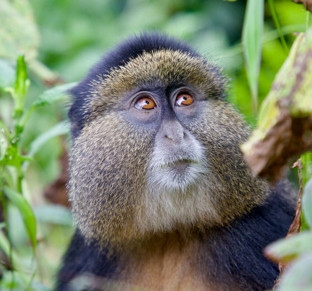 safari-tours-for-couples-in-Rwanda