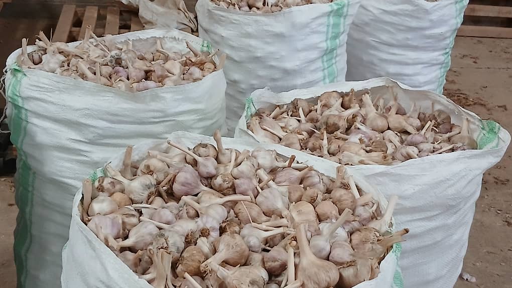 garlic-farming-Rwanda