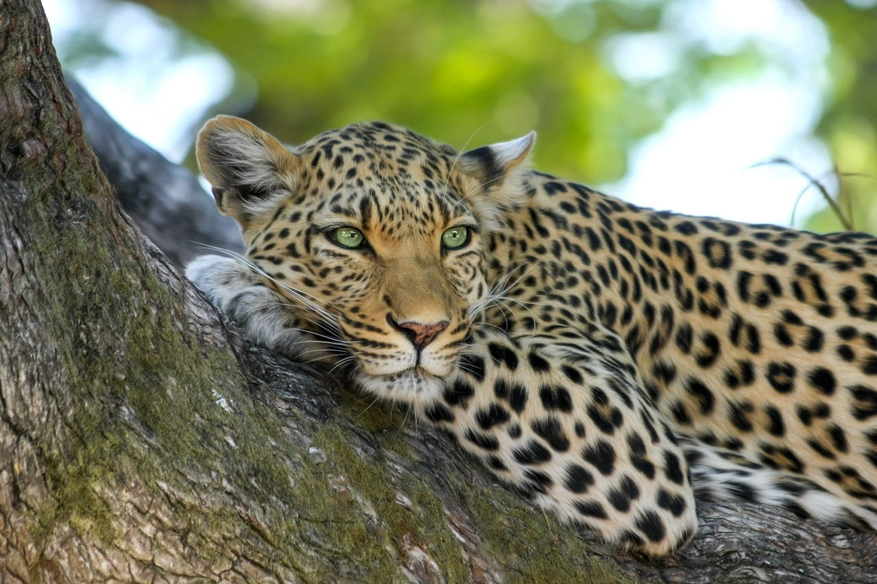 leopard-safari