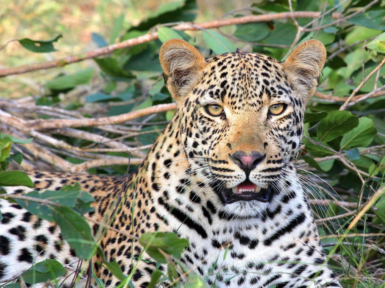 leopards-in-rwanda