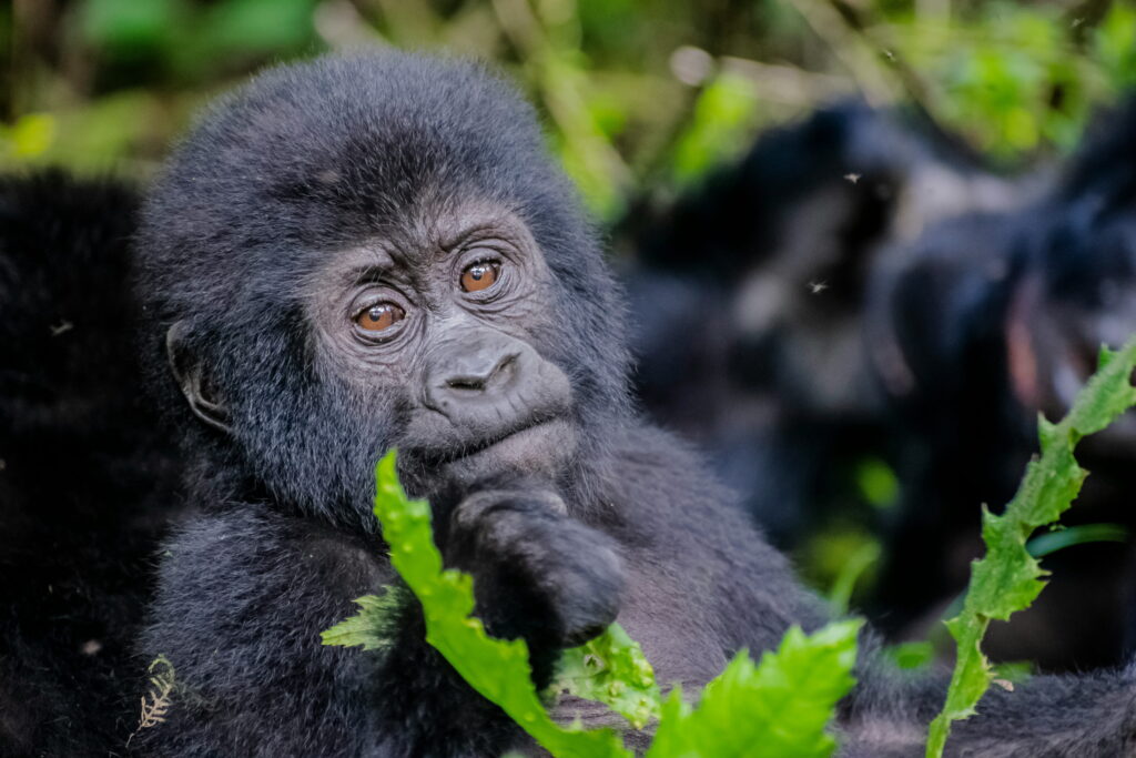 new-zealand-gorilla-trekking-packages