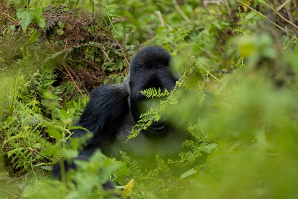 new-zealand-to-Rwanda