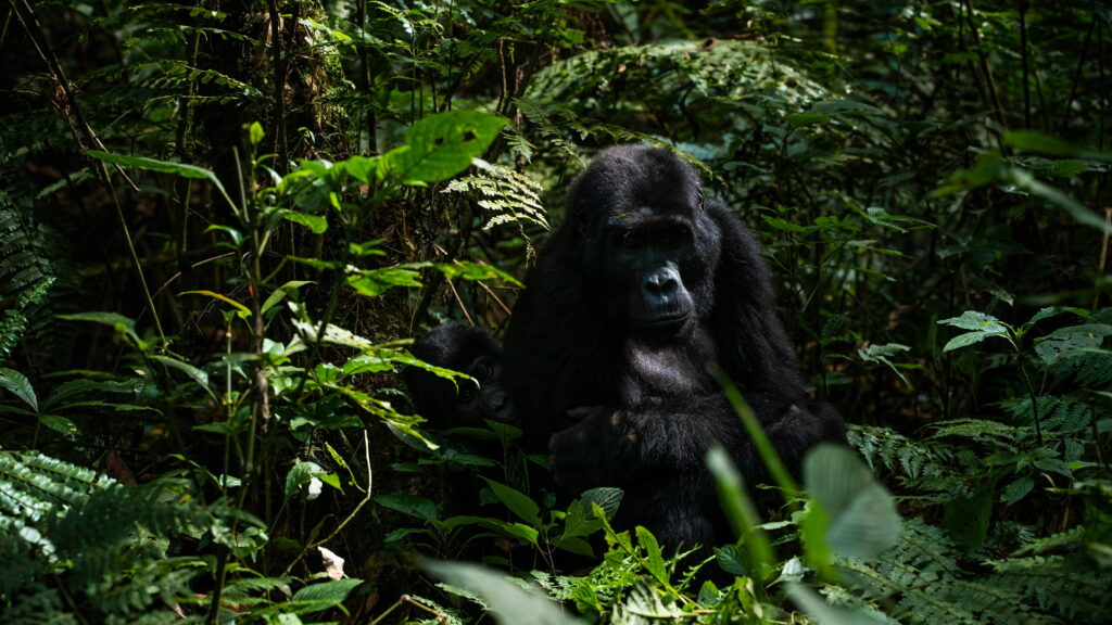 new-zealand-to-rwanda-gorilla-treks