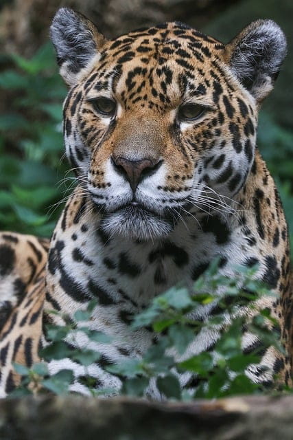 rwanda-leopard-safari