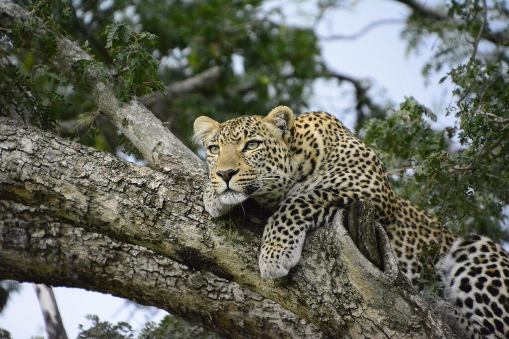 rwanda-leopards