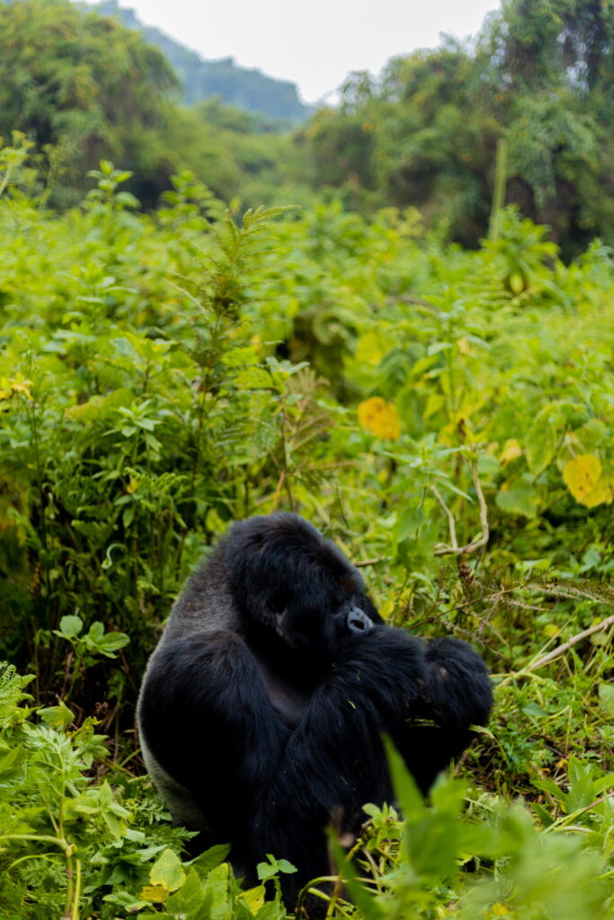 rwanda-november-tour