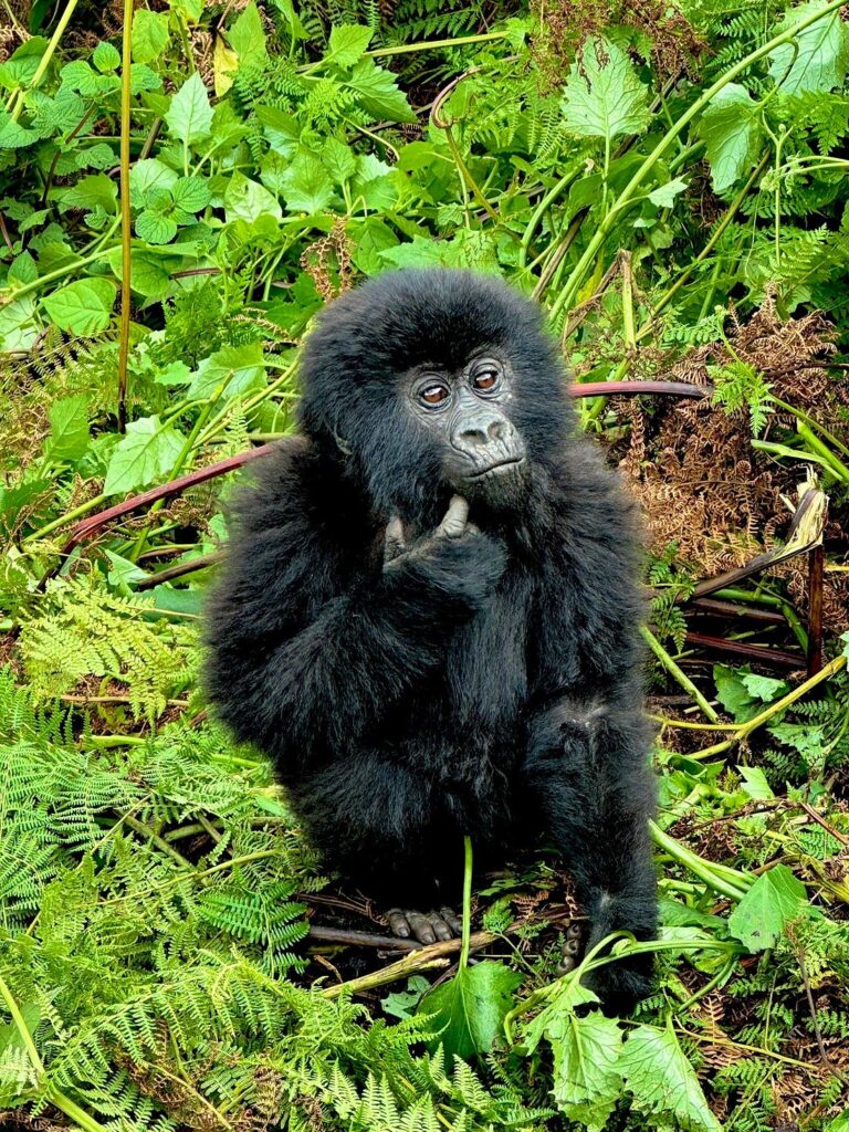 rwanda-tour-guides-amahoro-tours