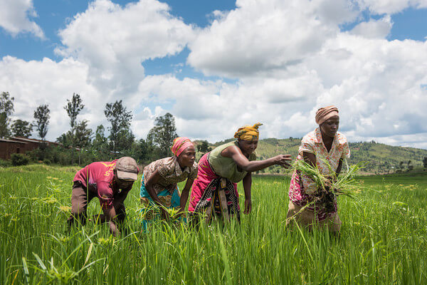 traditional-Rwanda-farming-method