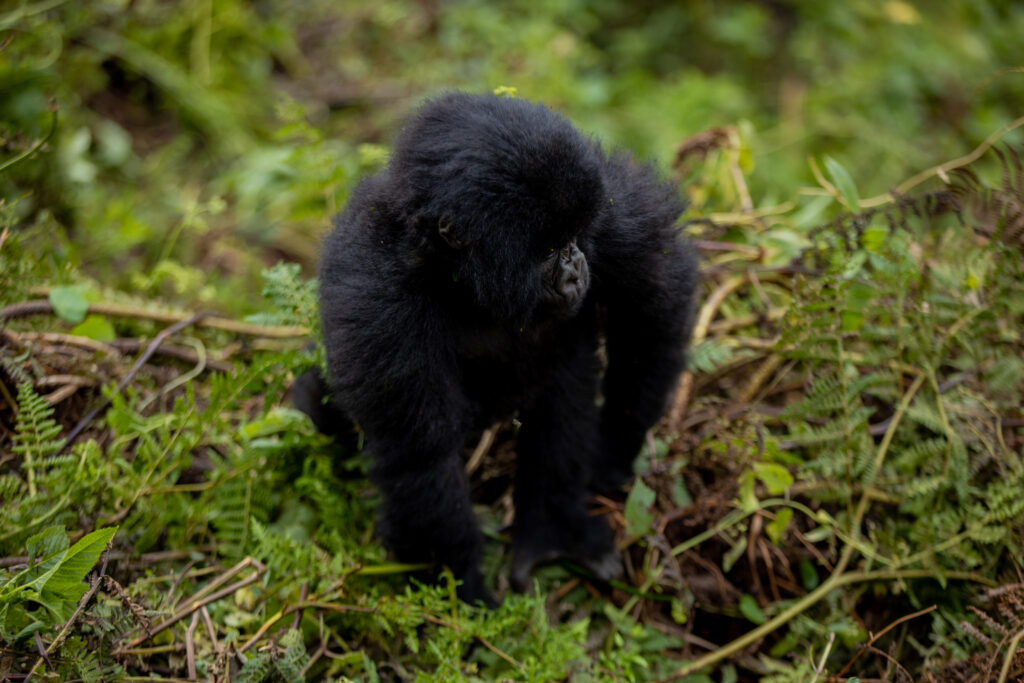 12-day-rwanda-safari-with-family