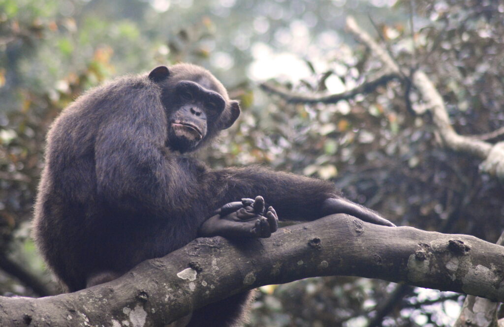 4-day-chimpanzee-tours-in-Rwanda