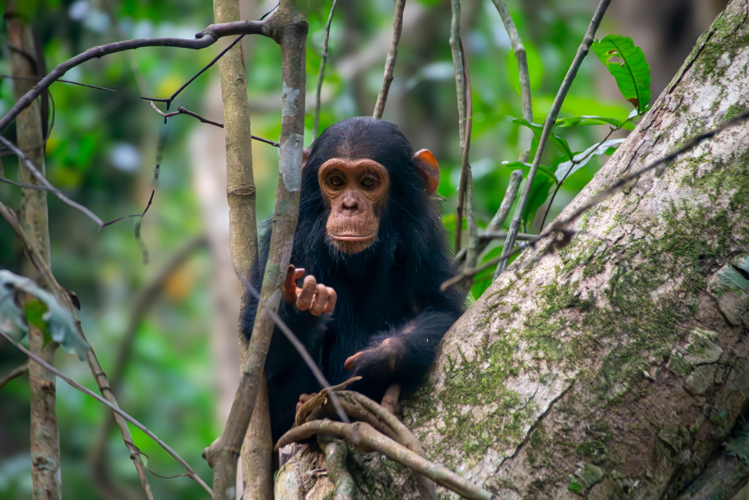 4-day-chimpanzee-trekking-rwanda
